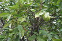 gal/cro 08/_thb_small-IMG_4712.JPG